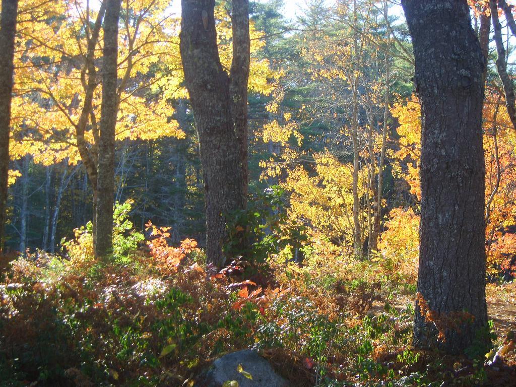Roseway River Cottages Shelburne Exteriör bild