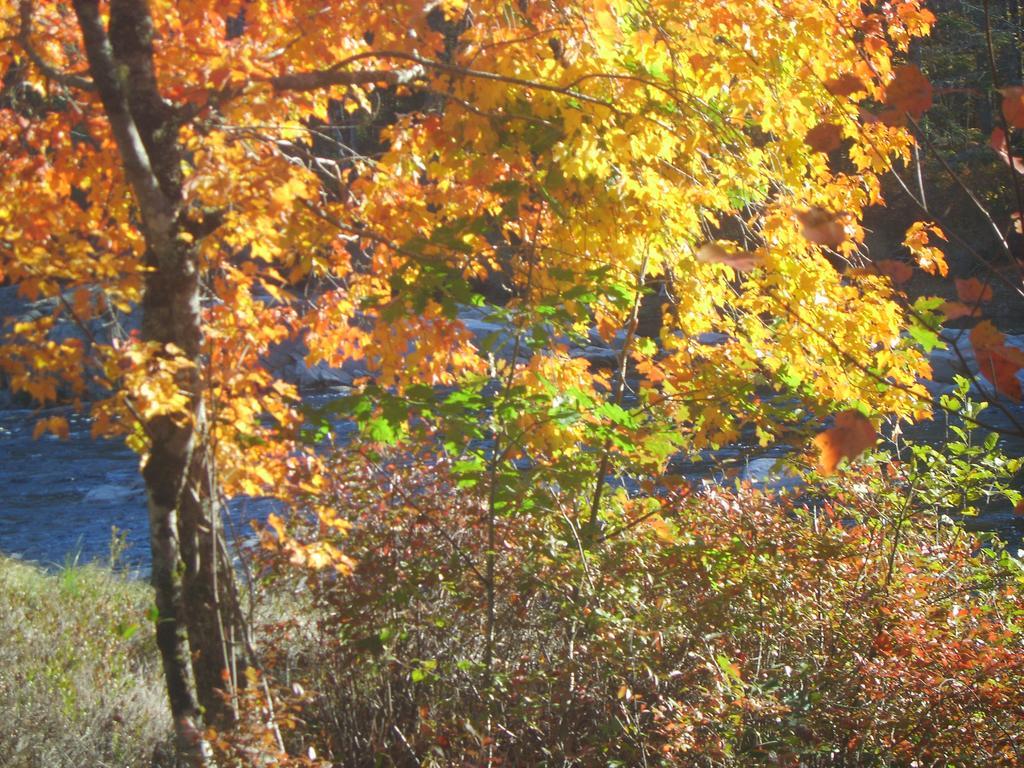 Roseway River Cottages Shelburne Exteriör bild